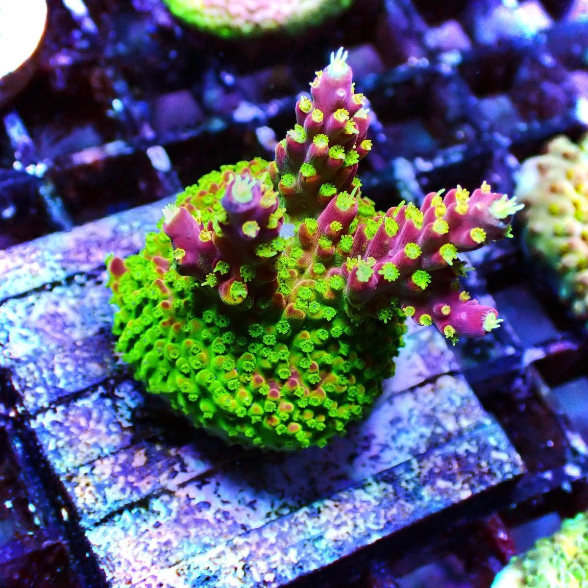 画像1: CE Acro Pink Paletta (1)
