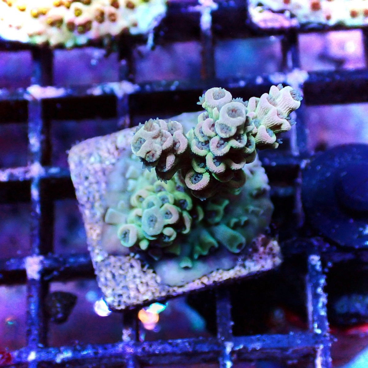 画像2: N's Acropora Tenuis Frag  No.2 (2)
