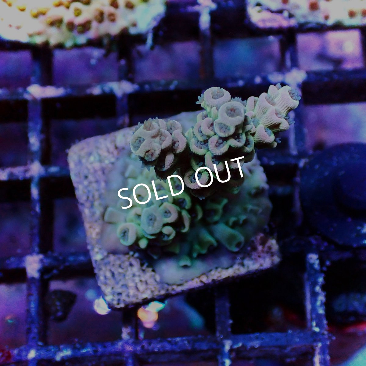 画像2: ■SALE■N's Acropora Tenuis Frag  No.2 (2)
