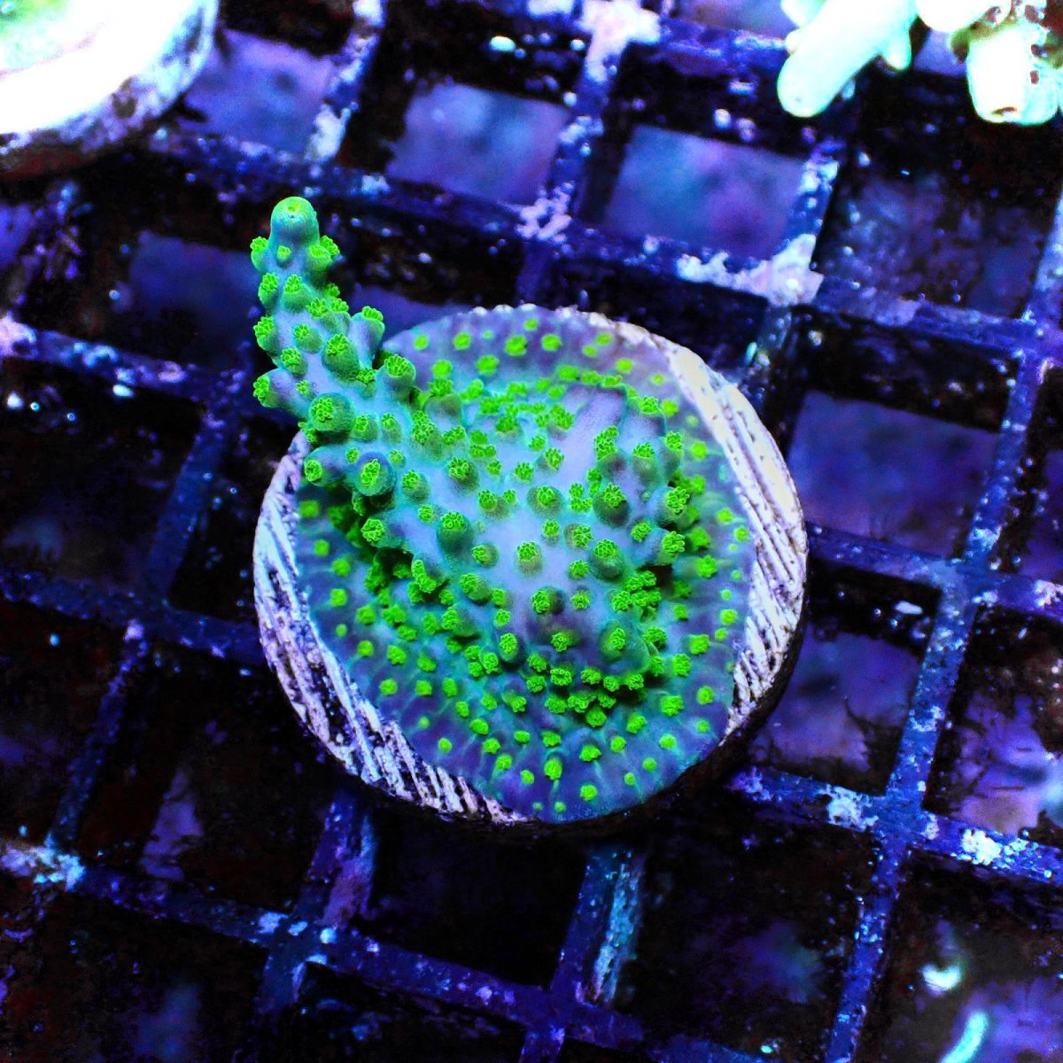 画像1: CE Acro   Violet Crumble No.2 (1)