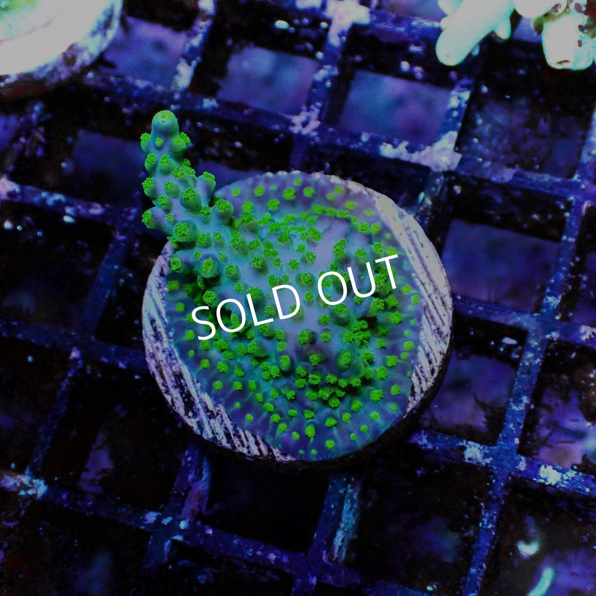 画像1: ■SALE■CE Acro   Violet Crumble No.2 (1)