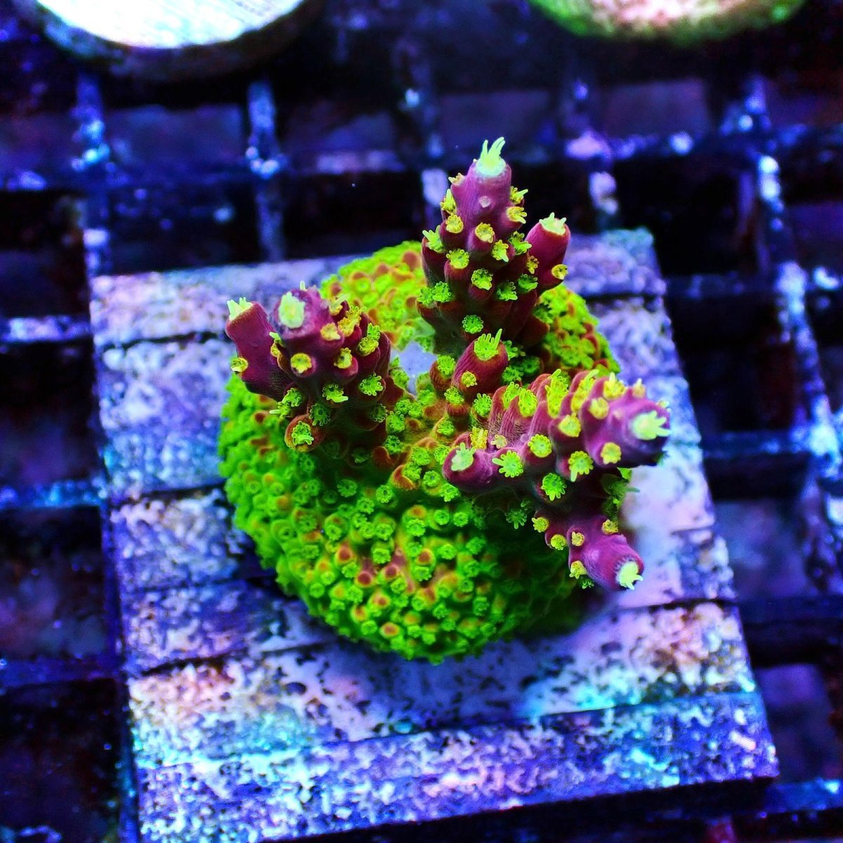 画像2: CE Acro Pink Paletta (2)