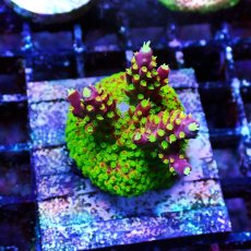 画像2: CE Acro Pink Paletta (2)