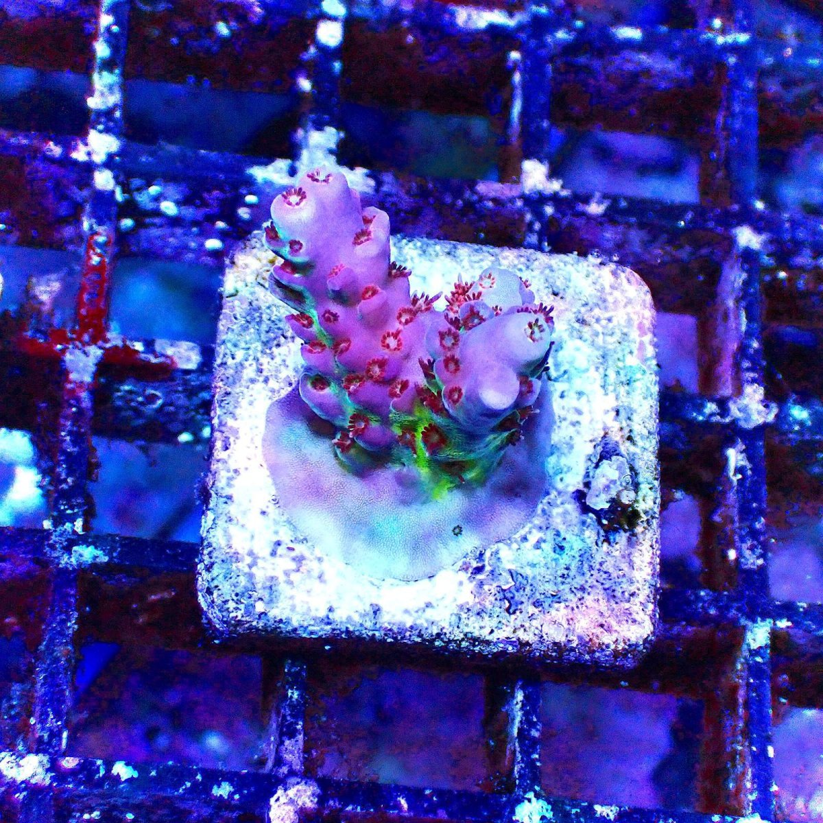画像1: N's Acro Picnic Jam No.3 (1)