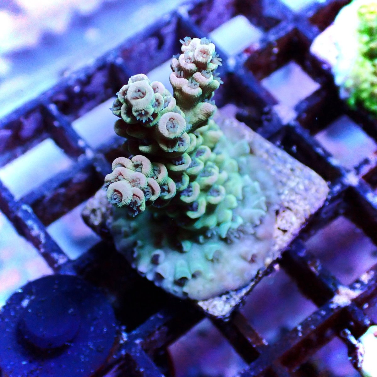 画像1: N's Acropora Tenuis Frag  No.2 (1)