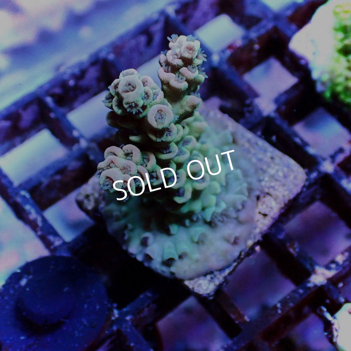 画像1: ■SALE■N's Acropora Tenuis Frag  No.2 (1)