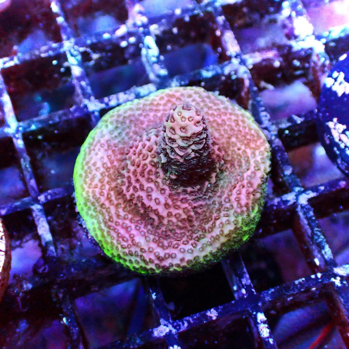 画像1:  CE Acro  Mille Purple (1)