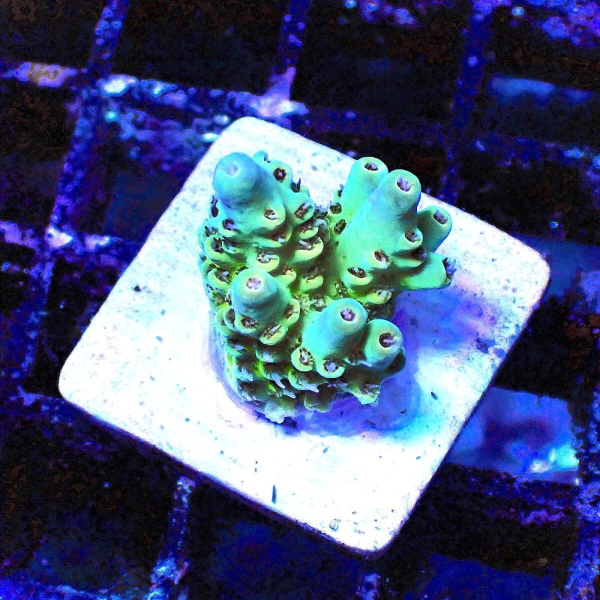 画像1: N's Acropora Frag sp. (1)