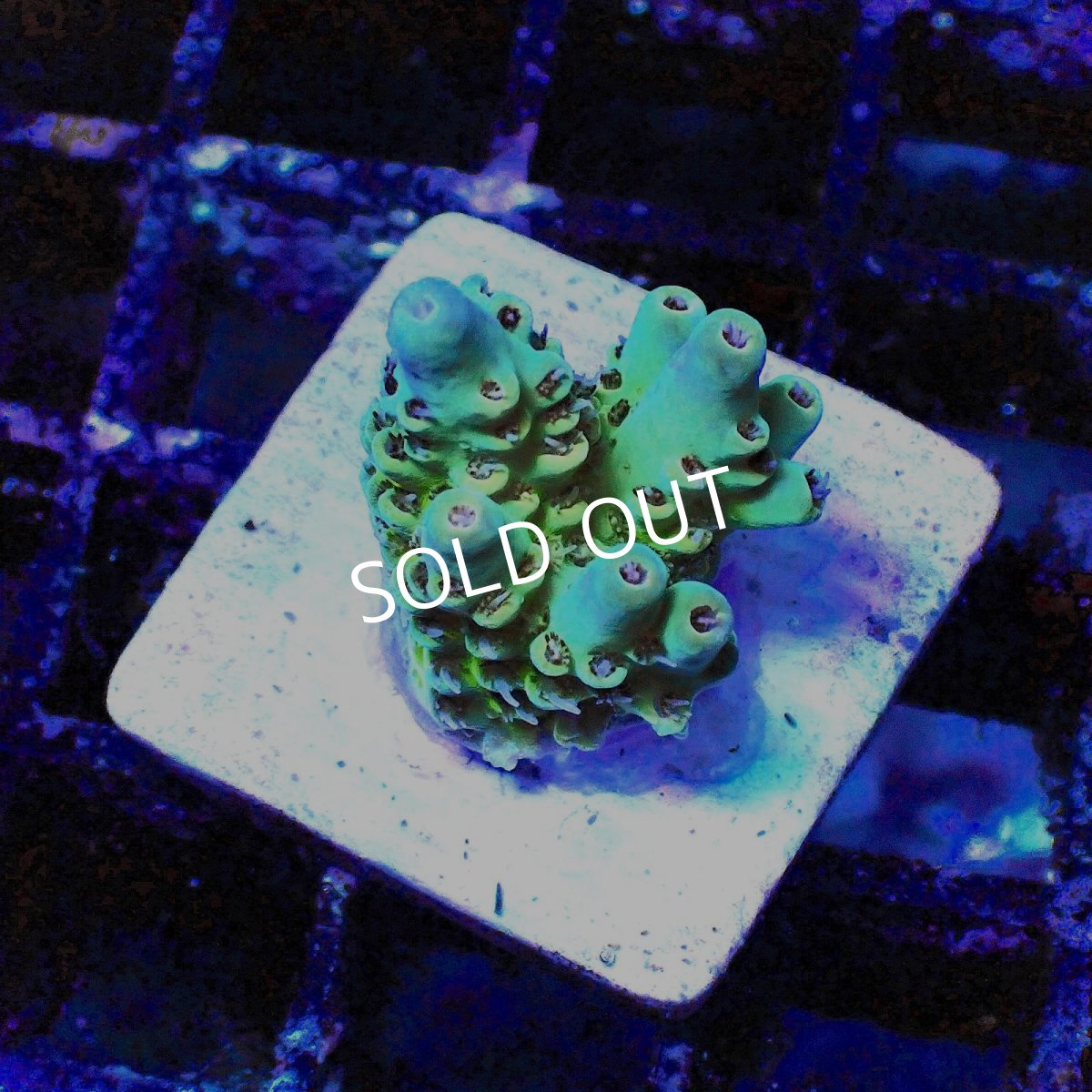 画像1: ■SALE■N's Acropora Frag sp. (1)