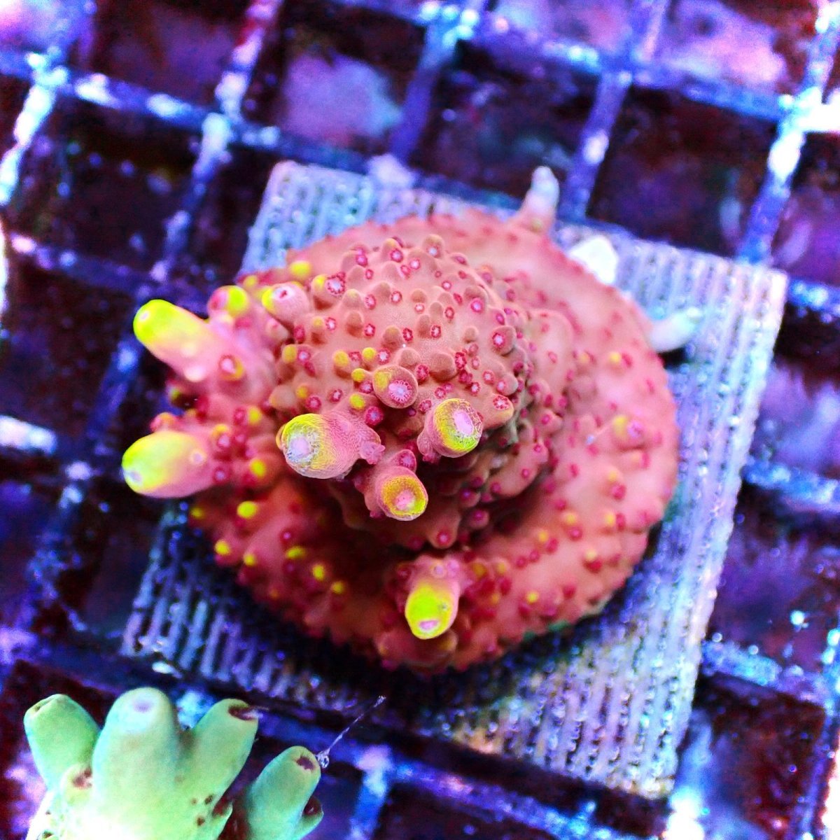 画像1: CE Acro Fox Flame (1)