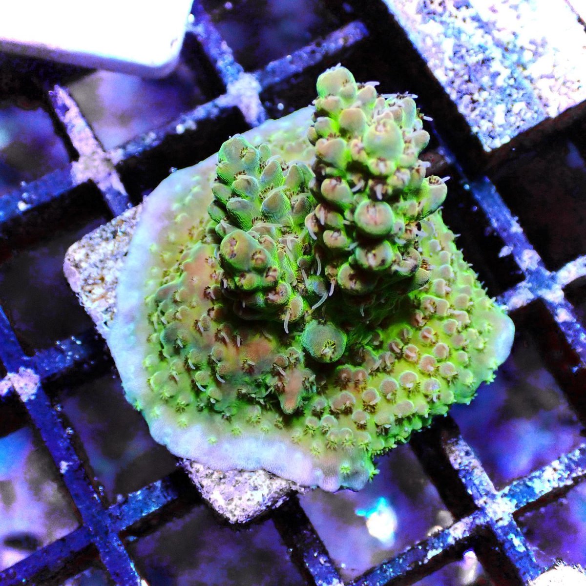 画像1: N's Acropora Frag sp. (1)