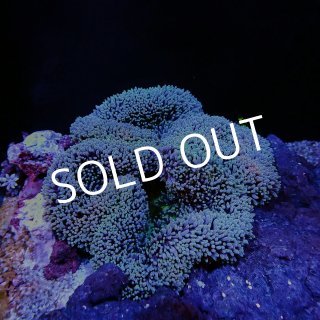 イソギンチャク - 海水魚専門店 ceppo onlinestore