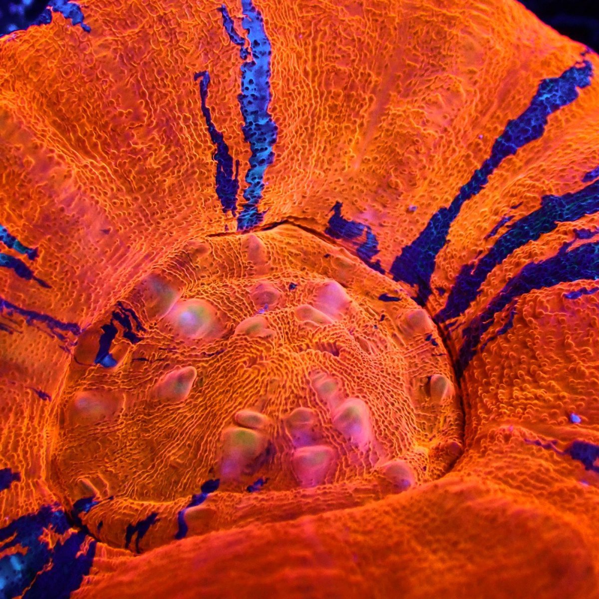 画像2: Coral Focus スコリミア WarPaint No.10 (2)