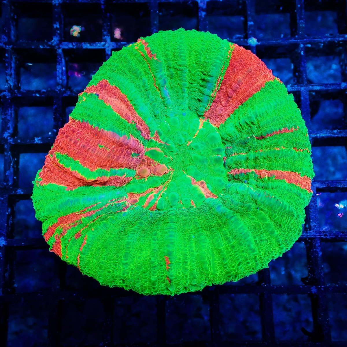 画像1: Coral Focus スコリミア Bleeding Apple No.6 (1)