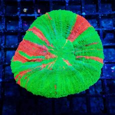 画像1: Coral Focus スコリミア Bleeding Apple No.6 (1)