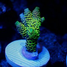 画像2: N's Acro YellowJacket No.1 (2)