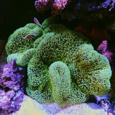 画像1: ハタゴイソギンチャク　八重山産　フルグリーン　M (1)