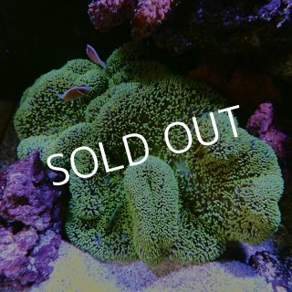 イソギンチャク - 海水魚専門店 ceppo onlinestore