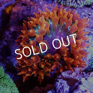 イソギンチャク - 海水魚専門店 ceppo onlinestore