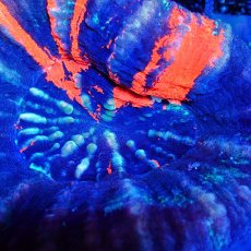 画像2: Coral Focus スコリミア WarPaint No.11 (2)