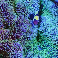 画像2: ハタゴイソギンチャク　八重山産　グラデーション　M (2)
