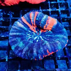 画像1: Coral Focus スコリミア WarPaint No.11 (1)