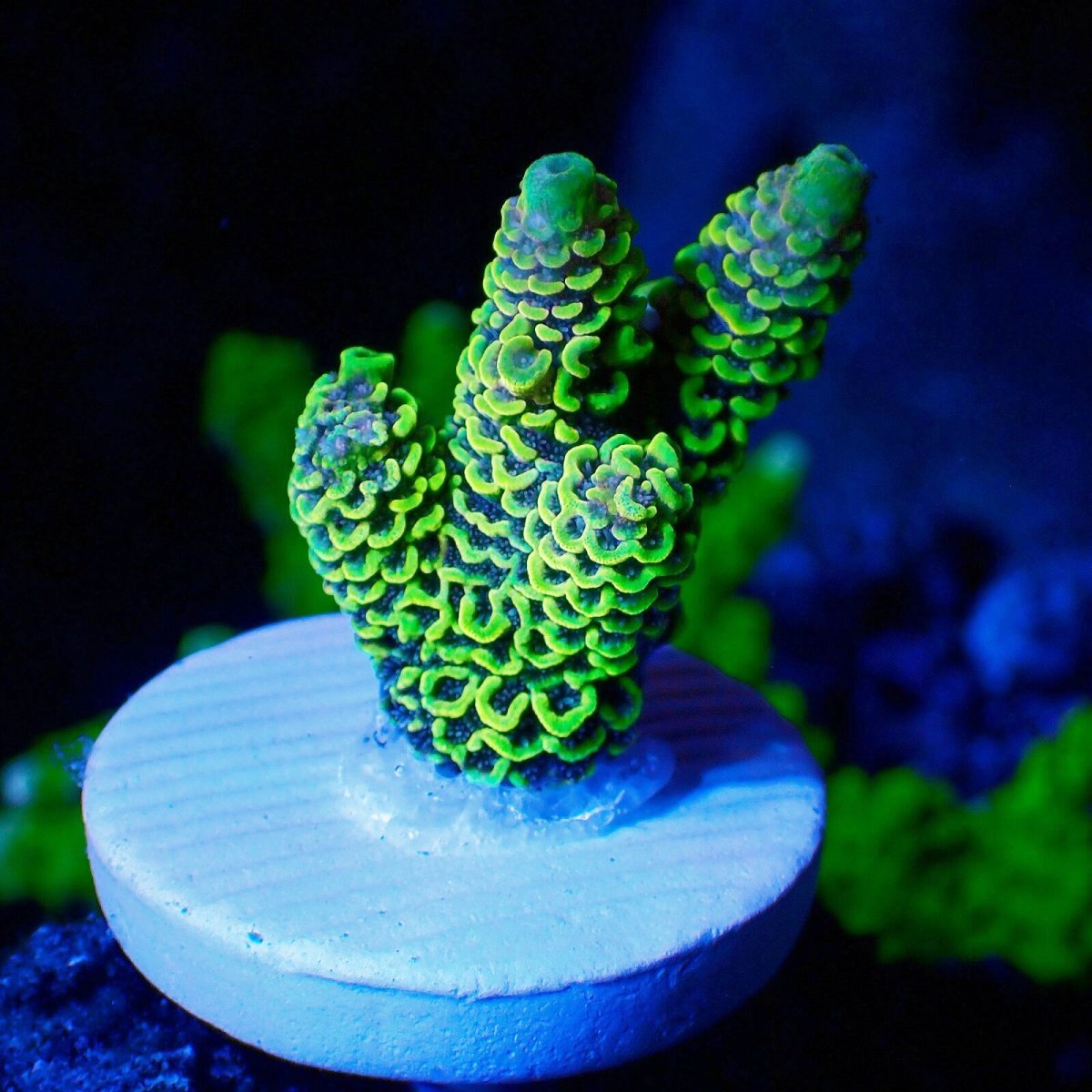 画像1: N's Acro YellowJacket No.2 (1)