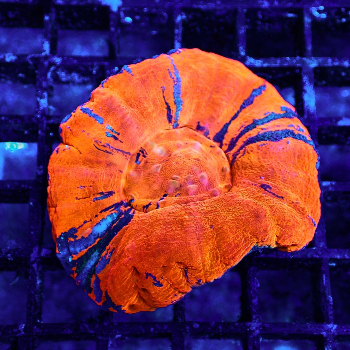 画像1: Coral Focus スコリミア WarPaint No.10 (1)