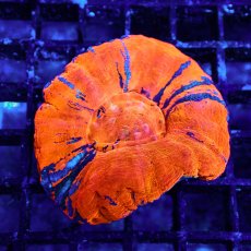 画像1: Coral Focus スコリミア WarPaint No.10 (1)
