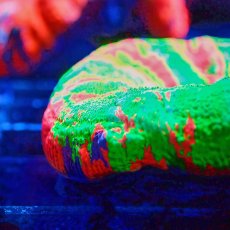 画像2: Coral Focus スコリミア Bleeding Apple No.5 (2)