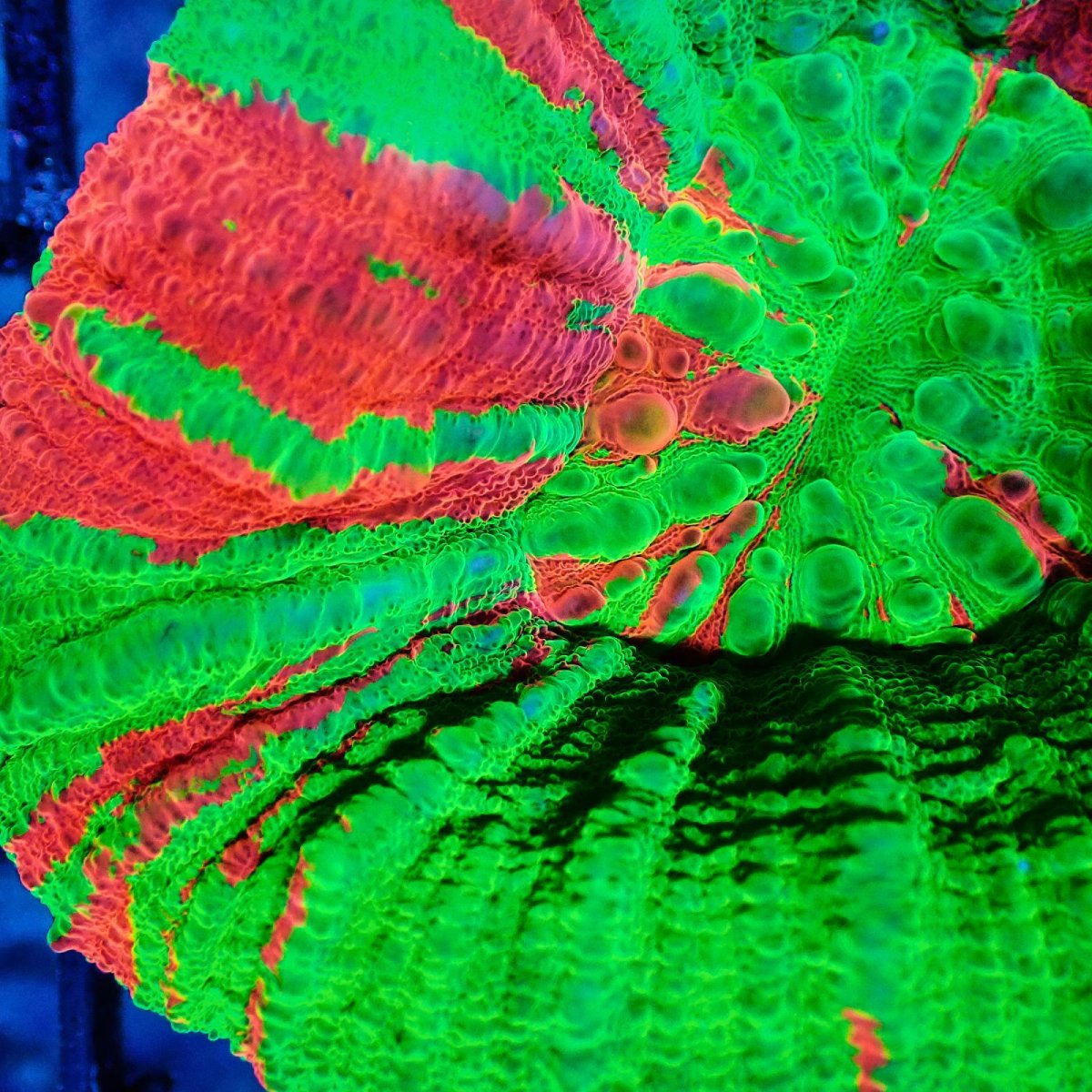 画像2: Coral Focus スコリミア Bleeding Apple No.6 (2)