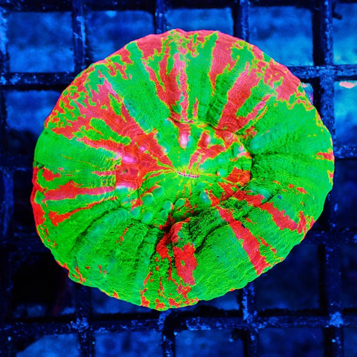 画像1: Coral Focus スコリミア Bleeding Apple No.5 (1)