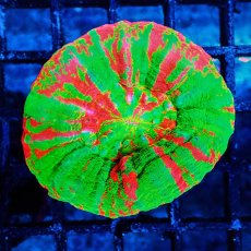 画像1: Coral Focus スコリミア Bleeding Apple No.5 (1)
