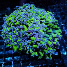 画像1: CF ナガレハナサンゴ Two Tone Green M-size (1)