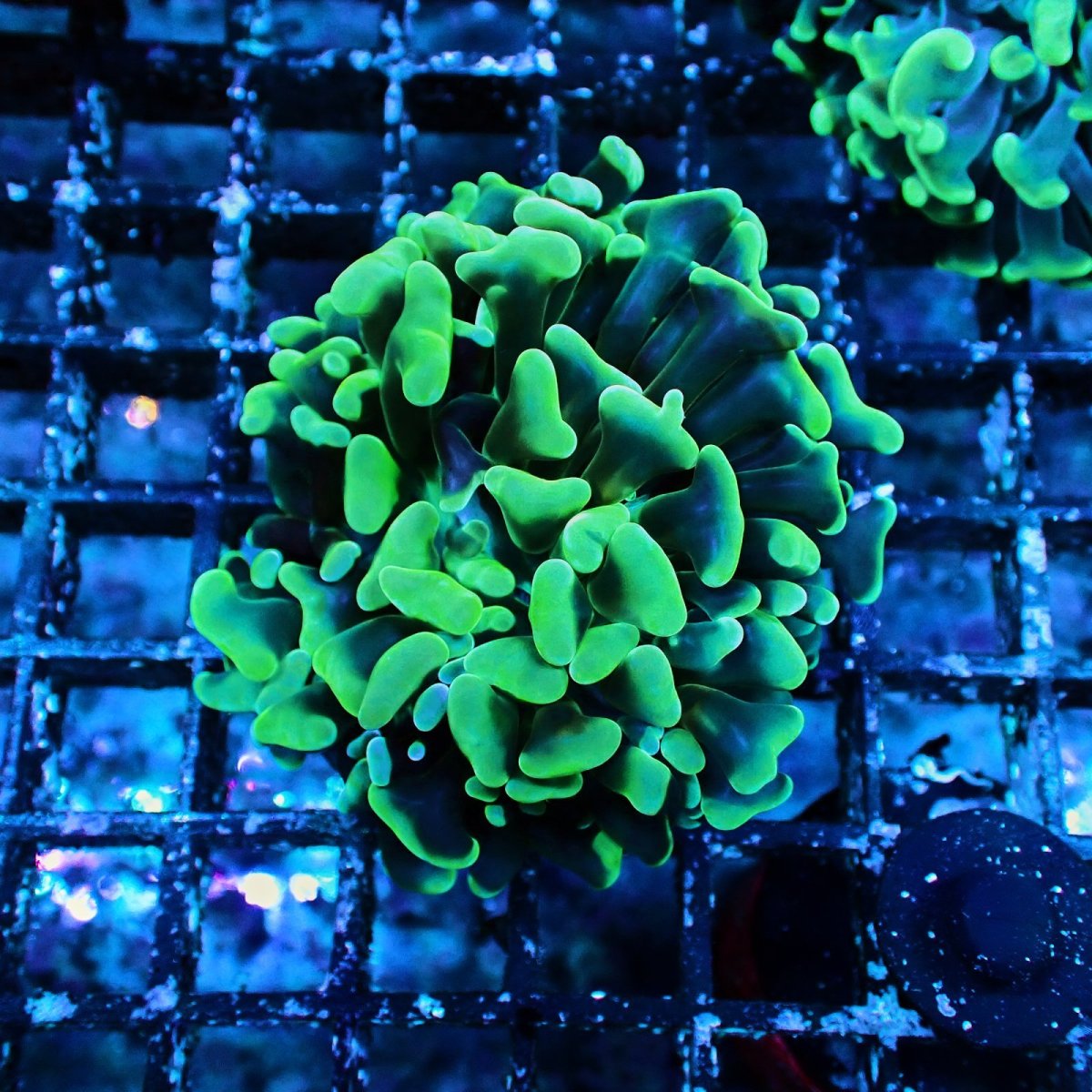 画像1: CF ナガレハナサンゴ  Green S-size No.1 (1)