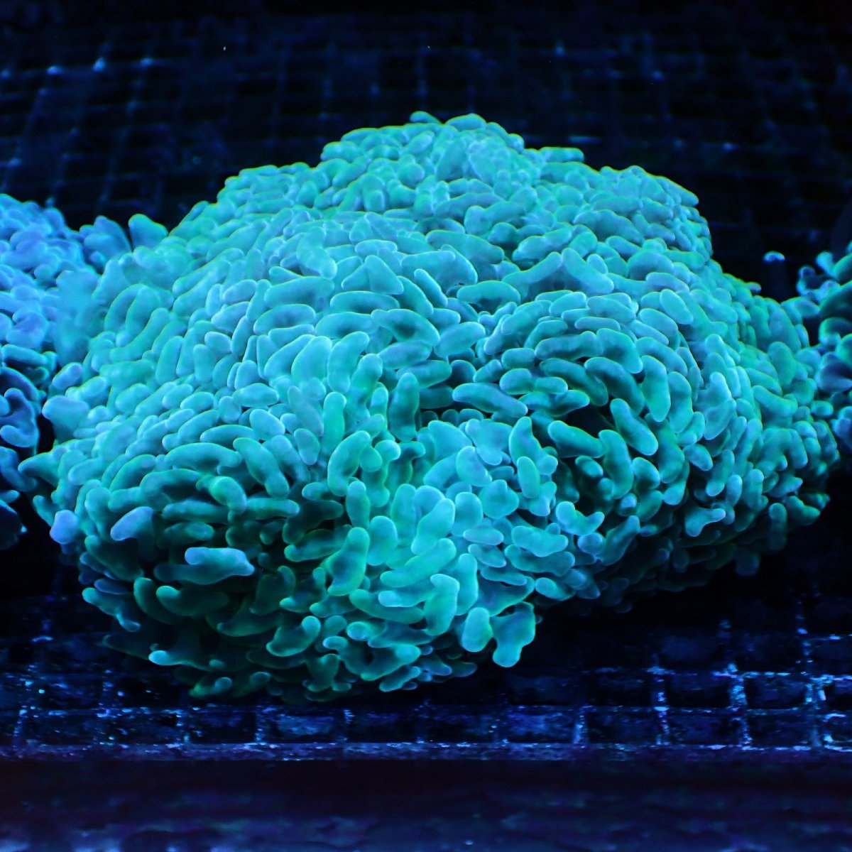 画像1: CF ナガレハナサンゴ　Cyan L-size No.2 (1)