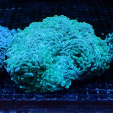 画像1: CF ナガレハナサンゴ　Cyan L-size No.2 (1)