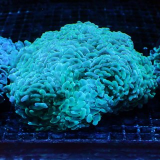 CF アワサンゴ No.2 - 海水魚専門店 ceppo onlinestore