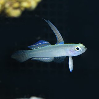 ブルームテールラス - 海水魚専門店 ceppo onlinestore