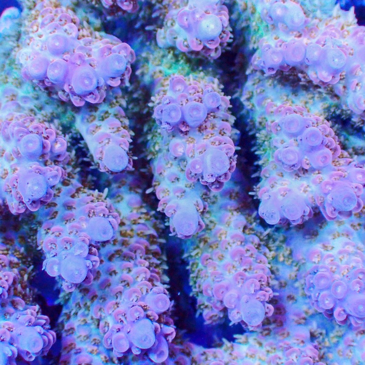 画像2: ■SALE■Coral Focus Acropola sp. No.125 (2)