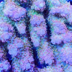 画像2: ■SALE■Coral Focus Acropola sp. No.125 (2)