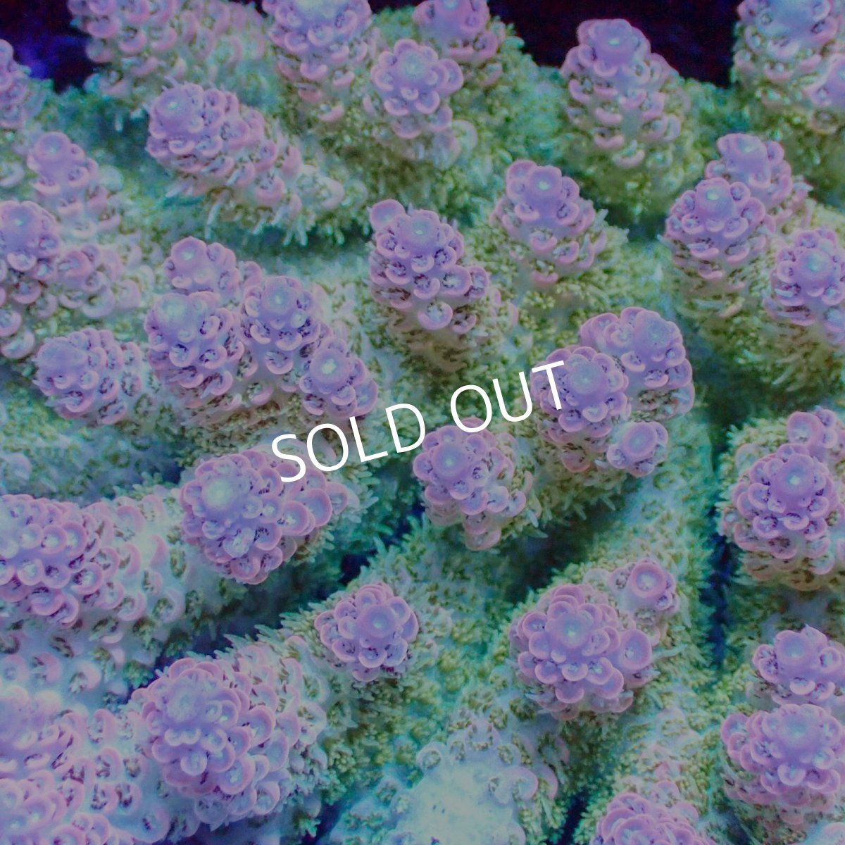 画像2: ■SALE■Coral Focus Acropora sp. No.121 (2)