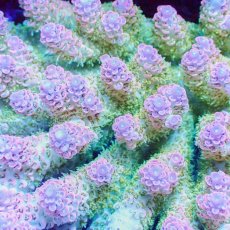 画像2: ■SALE■Coral Focus Acropola sp. No.121 (2)
