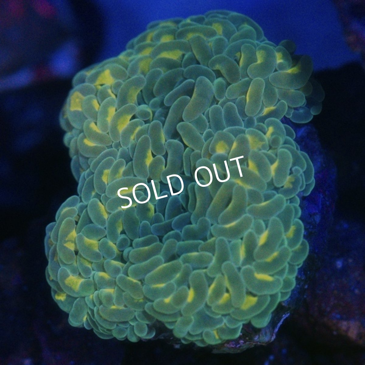 画像1: ■SALE■Coral Focus Hammer-Revers Gold (1)