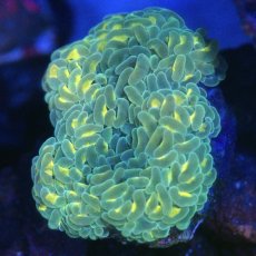 画像1: ■SALE■Coral Focus Hammer-Revers Gold (1)