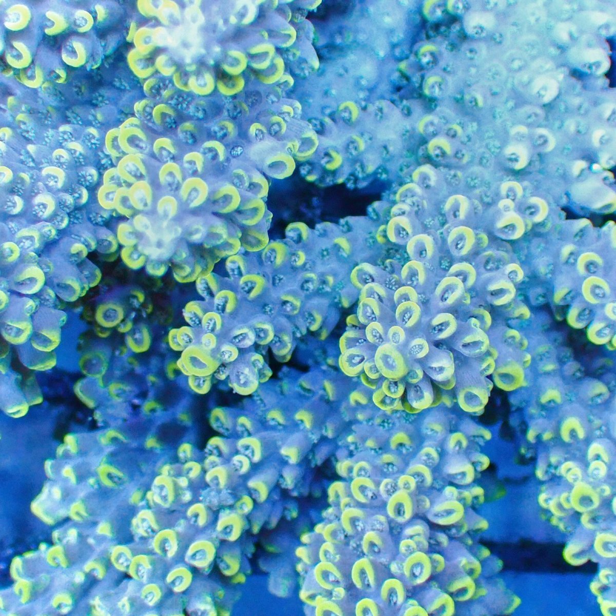 画像2: ■SALE■Coral Focus Acropola sp. No.114 (2)