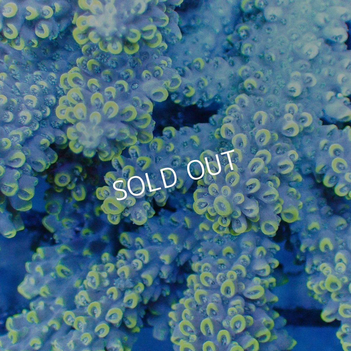 画像2: Coral Focus Acropora sp. No.114 (2)