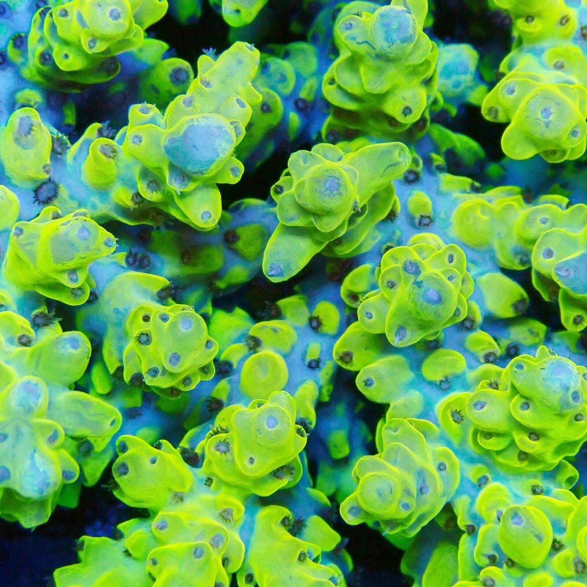 画像2: ■SALE■Coral Focus Acropola sp. No.122 (2)