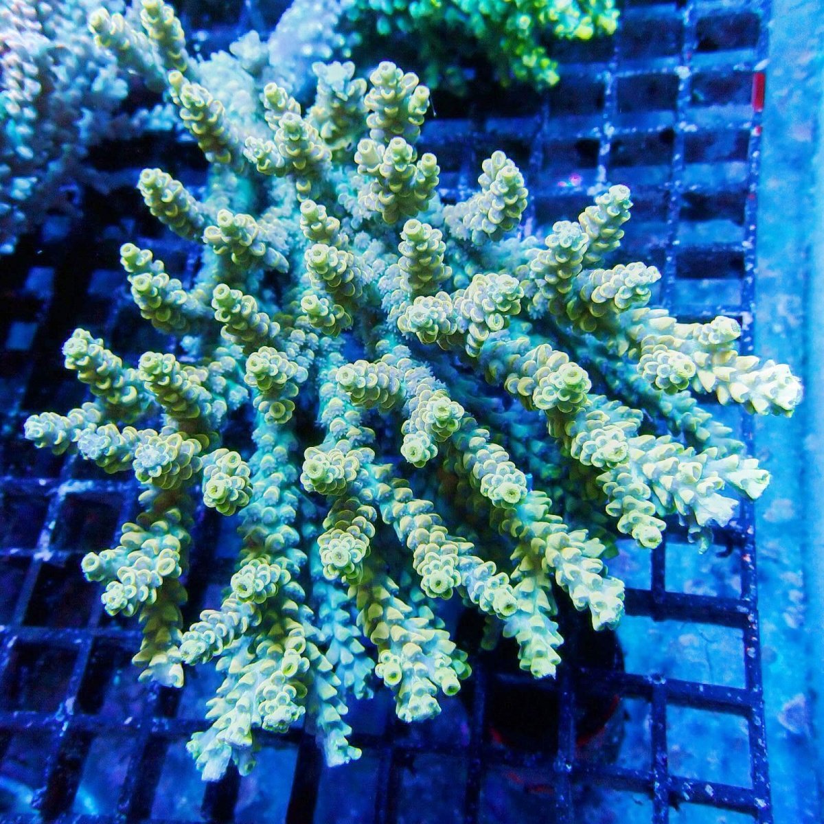 画像1: ■SALE■Coral Focus Acropola sp. No.118 (1)