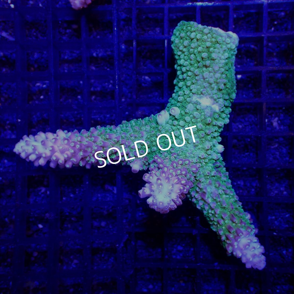 画像1: ■SALE■Coral Focus Acropora sp. No.108 (1)